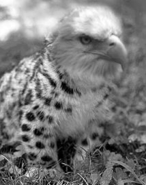 Leopard Eagle
